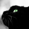 - Знаешь... это неправда. - Что неправда? - Что черные кошки приносят несчастье. Это... это суеверные люди приносят несчастье черным кошкам. (Евгениос Тривизас, \